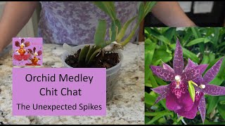 Orchid Medley Chit Chat No. 14 | Encyclia, Miltassia, Dendrobium, Grammatophyllum \u0026 Phal Updates!