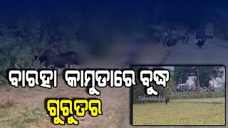 ବାରହା  କାମୁଡାରେ ବୁଦ୍ଧ ଗୁରୁତର #News6odia