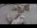 ビックマザー コマリファミリー♪　カピバラ　東園　埼玉こども動物自然公園へ行って来ました～　c0159