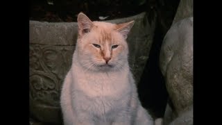 O Gato Mais Rico do Mundo (The Richest Cat in the World, 1986) - Dublado