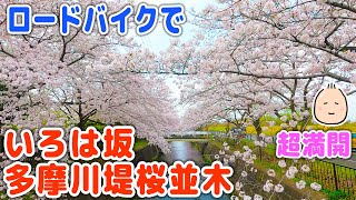 ロードバイクで【いろは坂桜公園・多摩川堤桜並木】超満開！ 2021【ぶらぶらツーリング】