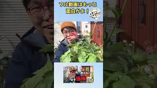 【ラナンキュラスラックス】このお花を買わないと絶対後悔します！ #植物 #カーメン君ガーデンチャンネル #初心者