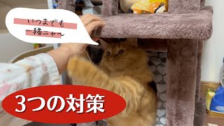 家族が猫アレルギーなった！猫と暮らしていくため、我が家の3つの対策