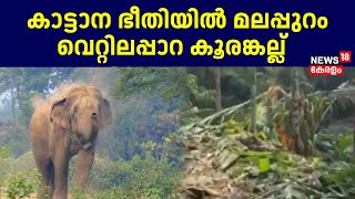 കാട്ടാന ഭീതിയിൽ മലപ്പുറം വെറ്റിലപ്പാറ കൂരങ്കല്ല് | Wild Elephant Attack in Malappuram