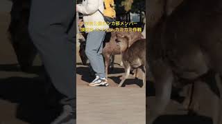 奈良公園で鹿のおやつタイム。頭突き、スリスリ、カミカミ、得意技連発🤣　#shorts   #奈良の鹿  #奈良公園  #deer  #narapark