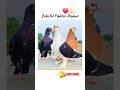 Beautiful Pigeons Video #youtube #viral #shorts #kabutar #pigeons #yt #trendingsong #newvideo