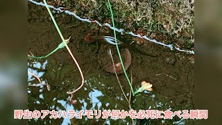 野生のアカハライモリが必死に何かを食べた瞬間　#アカハライモリ#Cynopspyrrhogaster#newt#shorts