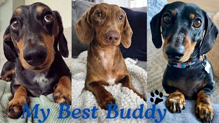 Hilarious Dachshund video compilation Dachshund around the world mini puppies mini weiner