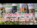 Phun tạo mầm bằng thuốc gì? BỘ TẠO MẦM NÀO HẠN CHẾ CHÁY LÁ NHẤT?