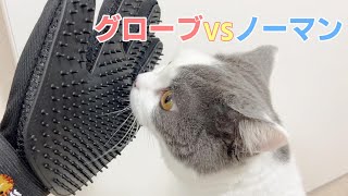 猫にグルーミンググローブを使ってみた反応はこちらw【マンチカン】