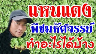 แหนแดงใช้ทำอะไรได้บ้าง