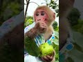 BIbi enjoys the delicious guava tree