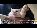 オッドアイの保護白たぬき 猫 、血液検査をする　the odd eyed white cat was checked by a blood test