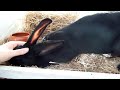 cuddly belgian hare