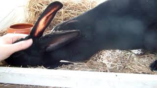 Cuddly Belgian hare