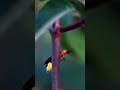 firefly worm