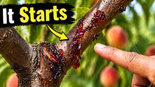 The Silent Killer of Peach Trees (Most Gardeners Ignore It)