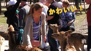 鹿と戯れる！ 奈良公園 外国人観光客 Deer in Nara Park かわいい動物 Funy Cute animals