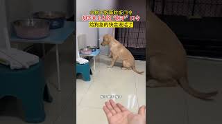 狗子着急干饭却等来“握手”口令，急得它都快说人话了#萌宠 #funny #pets #狗狗 #可爱