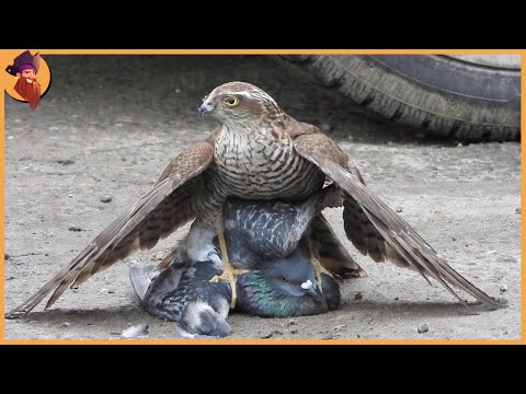 What kind of hawk eats birds?