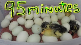 Timelapse in a Duck Egg Hatcher 1 Minute 39 Seconds