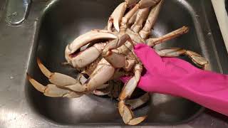 如何處理蒸蟹 how to cook live dungness crab