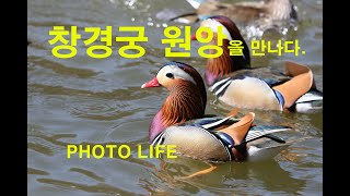 창경궁 원앙을 만나다