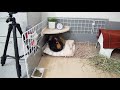 寝袋の使い方を完全に間違うも、真剣な表情のモルモット　the guinea pig is sleeping on her bed.