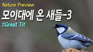 모이대에 모여든 새들-3편. 작은 쇠박새와 박새가 왔어요 #Great Tit