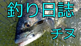 釣り日誌　チヌ