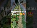 Ngabotram atau Liwetan atau Makan bersama di atas daun pisang, Sehat lho daun pisang dg Antioksidan