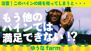 本当の沖縄産パインの美味しさを知る！ゆうなfarmの樹上で熟したゴールドバレルをご紹介します！Know the taste of real Okinawan pineapple