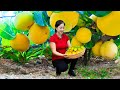 Harvest Diospyros Decandra Fruit & Goes To Market Sell | Harvesting And Cooking | Lý Song Ca