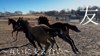 カンツバキ2024、本日はこの子たちと外へ☘️☘️