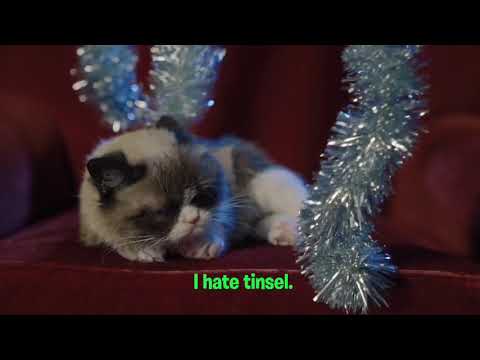 Why Does Grumpy Cat Hate The Holidays? Why Does Grumpy Cat Hate The Holidays?
