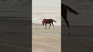 Wild Horses of Corolla Island,  Outerbanks NC  #obxhorses #OBX #obxnc #horse #outerbanksnc