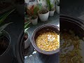 අමු රටකජු වලින් මෙච්චර රස ව්‍යාංජනයක් 😱😋 peanut srilankanrecipes kitchentips