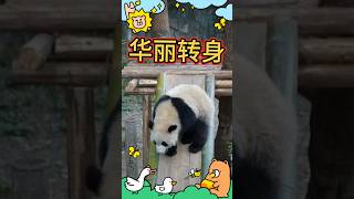 😄华丽转身！🐼渝可渝爱 #大熊猫 #my cute panda