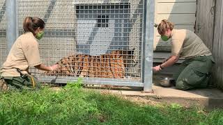 Veterinarians practice administering a vaccine on Anala, the female tiger at Franklin Park Zoo.