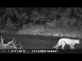 cougars in the mossom creek watershed december 11 2023