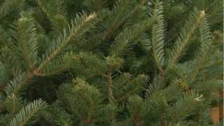 Science Behind the Best Christmas Trees