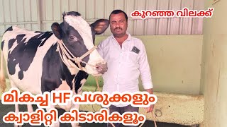 ഏറ്റവും മികച്ച HF പശുക്കളും കിടാരികളും കുറഞ്ഞ വിലയിൽ കൃഷ്ണഗിരിയിൽ| krishnagiri HF cow sales