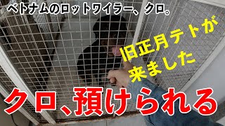 クロ、預けられる 。【ベトナムのロットワイラー、クロ。】