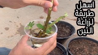 أفضل طريقة لزراعة التين وتثمر بعد 4 شهور The simple way to grow figs