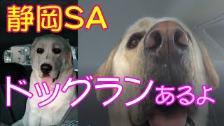 新東名静岡サービスエリア。ドッグランあるよ【大型犬のぶらり旅】ラブラドールレトリバーどん