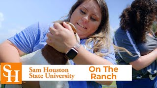 Ranching and Agriculture at Sam Houston State University | The College Tour