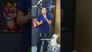 狗窝还是狗厕所？你买的窝狗狗真的睡吗？ #知识创作人 #狗狗 #训犬 #宠物知识