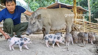 The third herd of wild pigs was born. Robert' farm. Green forest life ( ep210 )