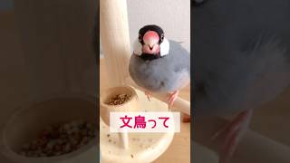 文鳥の正面の顔が好き♡ #shorts