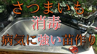 安納芋　苗切り時に消毒!! 苗を切る道具も消毒して病気に強い苗作りへ